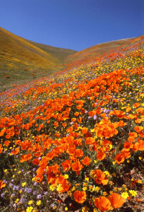 Calif.Poppies-4585_w