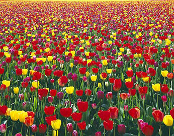 Flowers_Project_FI