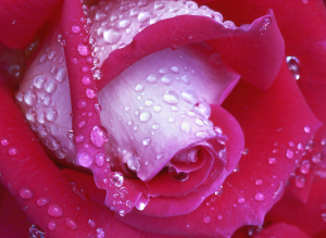 Love Rose_e
