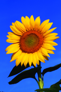 Sunflwr_6556_e