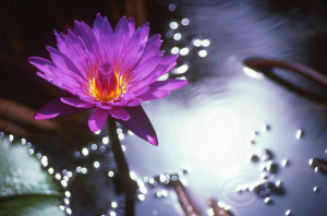 WaterLily_e
