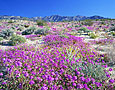 ANZA-BORREGO VERBENA Image flw1.04