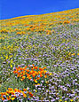 POPPIES Image flw1.06