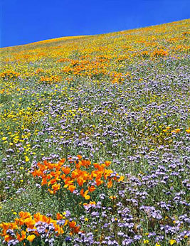 POPPIES Image flw1.06