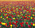TULIP FARM Image flw1.07