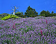 SEASIDE LUPINES Image flw1.11