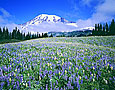 MT. RAINIER LUPINES Image nws3.07