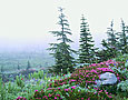 HEATHER, FOG AND FIRS Image nws3.09