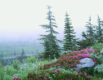 HEATHER, FOG AND FIRS Image nws3.09