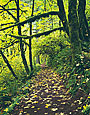 FOREST TRAIL Image nws3.10
