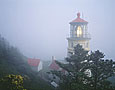 HECETA LIGHT IN FOG Image nws3.11