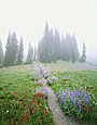 WILDFLOWER PATH Image nws3.15