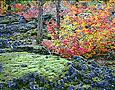 VINE MAPLE AND LAVA Image nws3.16
