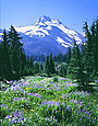 MT. JEFFERSON Image nws3.17