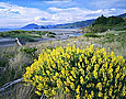 COASTAL TREE LUPINES Image sea4.14