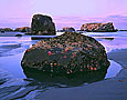 SEASTARS AT LOW TIDE Image sea4.21