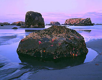 SEASTARS AT LOW TIDE Image sea4.21