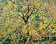 AUTUMN MAPLE Image tree5.01
