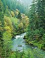 SPRING RIVER Image tree5.02