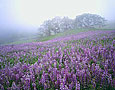 OAKS, FOG AND LUPINES Image tree5.03