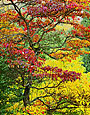 SASSAFRAS Image tree5.04