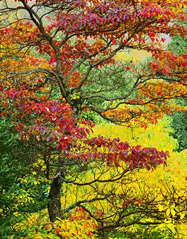 SASSAFRAS Image tree5.04