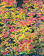 VINE MAPLE Image tree5.05