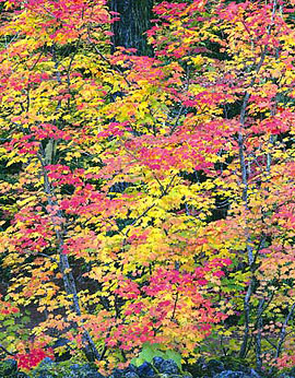 VINE MAPLE Image tree5.05