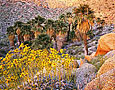 DESERT PALMS Image tree5.06