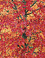 SWEETGUM Image tree5.07