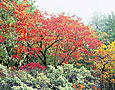 AUTUMN OAKS Image tree5.08