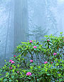 FOG IN REDWOODS Image tree5.09