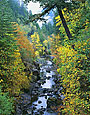 SIXES RIVER Image tree5.10