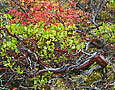 MANZANITA Image tree5.11