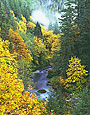 AUTUMN RIVER Image tree5.12