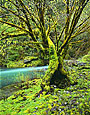 MAPLE AND RIVER Image tree5.13