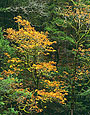 FALL MAPLE Image tree5.14