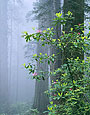 REDWOODS IN FOG Image tree5.15