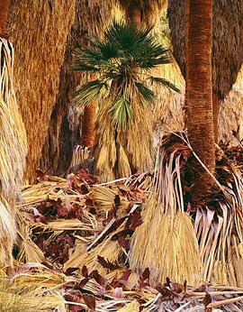 PALM GROUP Image tree5.16