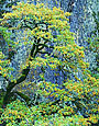 OAK IN GORGE Image tree5.17