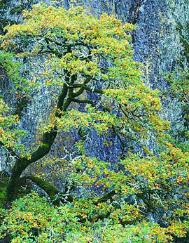 OAK IN GORGE Image tree5.17