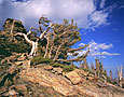 KRUMMHOLZ Image tree5.18