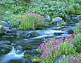 RIVER MONKEYFLOWERS  Image wat6.01