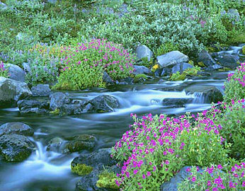 RIVER MONKEYFLOWERS  Image wat6.01