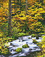 ROARING RIVER Image wat6.02