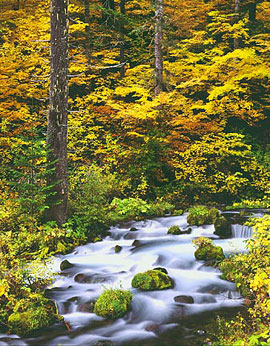 ROARING RIVER Image wat6.02