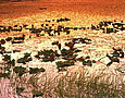 AUTUMN POND LILIES Image wat6.03