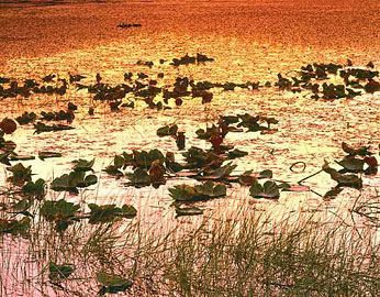 AUTUMN POND LILIES Image wat6.03