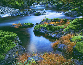 ELK RIVER GRASSES Image wat6.11