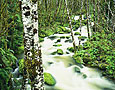SPRING CREEK Image wat6.14